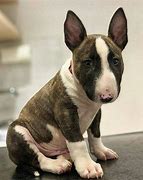 Image result for Friendly Bull Terrier