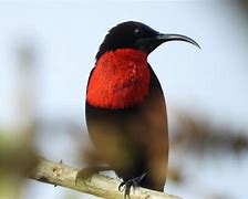 Image result for Bird Beak Open