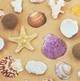 Image result for Picture of Beach Sand and Sea Shells