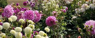 Image result for Summer Flowering Bulbs