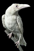 Image result for Albino Crow