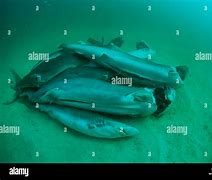 Image result for Finned Shark