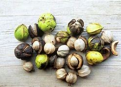 Image result for Wild Nuts