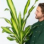 Image result for Dracaena Limelight