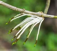 Image result for Aerial Roots