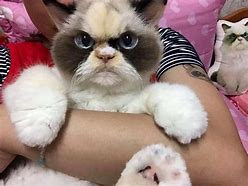 Image result for Grumpy Cat Species