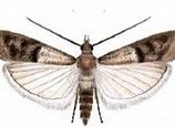 Image result for Indian Rice Moth