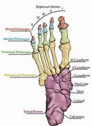 Image result for Phalanges of the Foot Anatomy