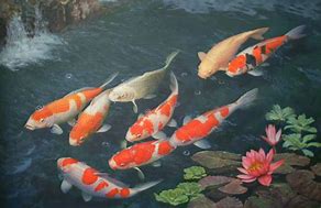 Image result for Koi Fish Meat