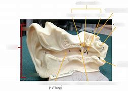 Image result for Ear Canal Diagram