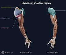 Image result for Shoulder Deltoid Anatomy