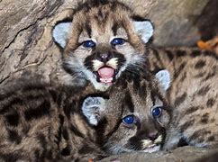 Image result for Mountain Lion Kittens