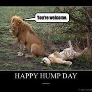 Image result for Happy Hump Day Office