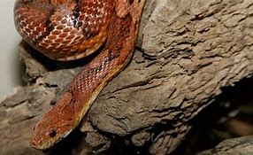 Image result for Corn Snake Arkansas