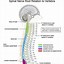 Image result for Spinal Nerve Innervation Chart