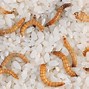 Image result for Tiny Brown Worms