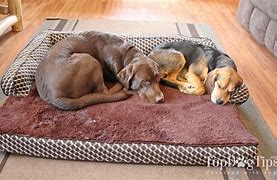 Image result for Tough Dog Beds