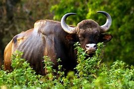 Image result for Gaur vs Bison