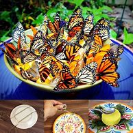 Image result for Butterfly Feeder Bowl