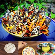 Image result for Butterfly Feeder