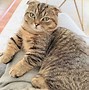 Image result for Scottish Fold Munchkin