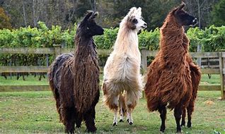 Image result for Llama Pasture