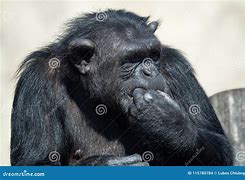 Image result for Chimpanzee Eating Meat