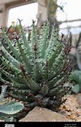 Image result for Desert Aloe Plant