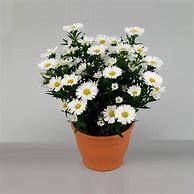 Image result for White Aster Pot