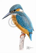 Image result for Kingfisher Color