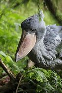 Image result for Image of Shoebill