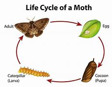 Image result for Bird Seed Moth Life Cycle