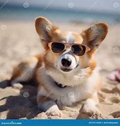 Image result for Corgi with Sunglasses