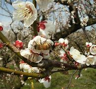 Image result for Umeboshi Tree