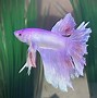 Image result for Purple Betta