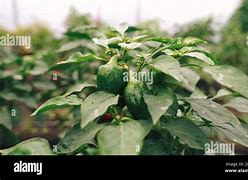 Image result for Chilli Farming