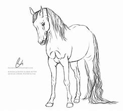 Image result for Morgan Paint Horse