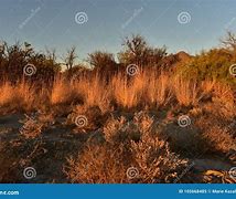 Image result for Grasses of the Mojave Desert