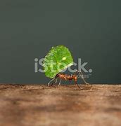 Image result for Leaf Cutter Ant Images