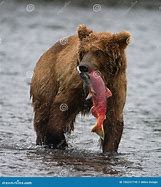 Image result for Black Bear Catch Fish