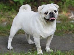 Image result for All White Pug