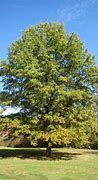 Image result for Willow Oak Tree