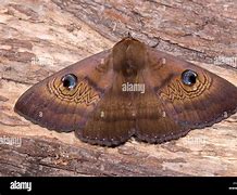 Image result for Domestic Brown Moth