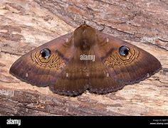 Image result for Australian Moth