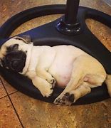 Image result for Baby Pugs Sleeping