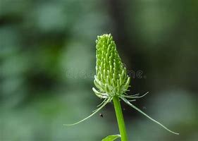 Image result for Spiked Rampion