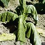 Image result for About Tobacco Plant