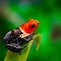 Image result for Most Poisonous Poison Dart Frog