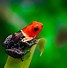 Image result for Poison Dart Frog Animal