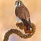 Image result for Two Kestrel Hawks